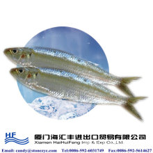 High quality frozen sardine hgt